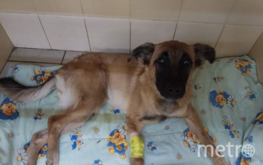 Собаке, которую хозяин выбросил из окна, проведут операцию в Петербурге
