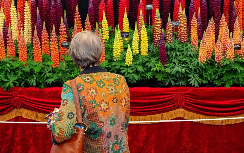 Выставка Chelsea Flower Show. Фото Getty