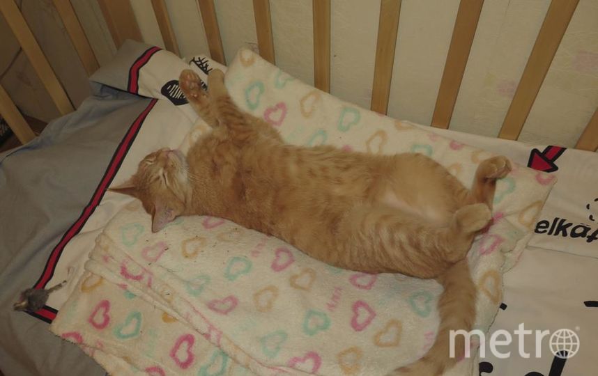 Александра Это наш любимый, усыновленный из приюта, котик Гоша. Фото "Metro"