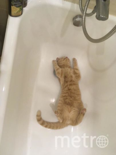 Рыжий любимец кот Лесли, использует ванну не по назначению! Самый милый, любознательный мурлыка! Фото Андрей, "Metro"
