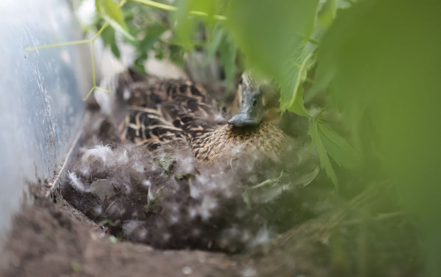 Утка снесла яйца на 9-м этаже столичного дома. Фотогалерея. Галереи и ...