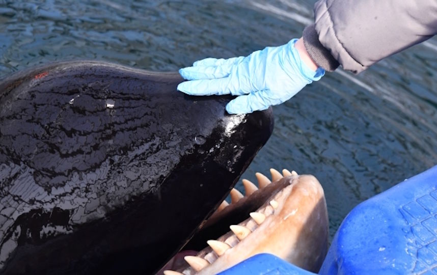 Владелец косаток и белух отказывается выпускать животных