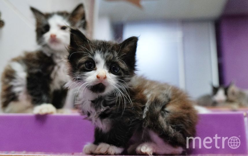 Эрмитажные котята ищут дом. Фото Алена Бобрович, "Metro"