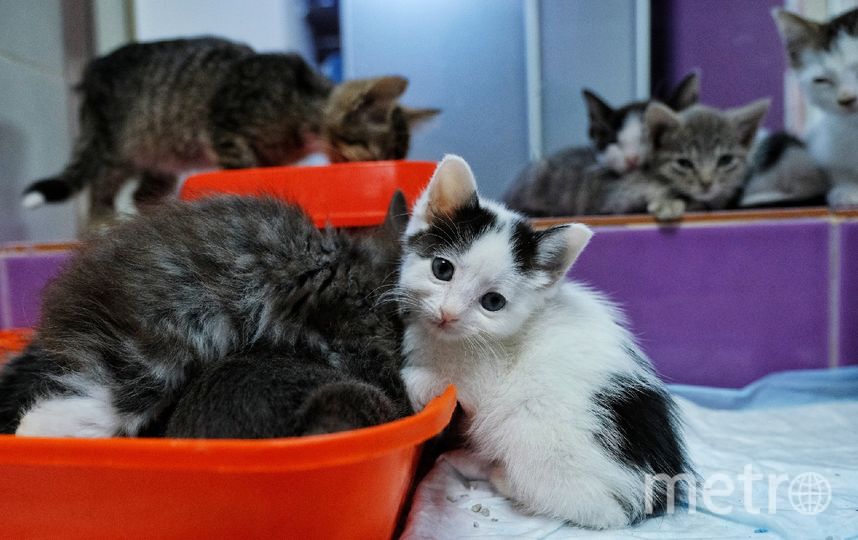 Эрмитажные котята ищут дом. Фото Алена Бобрович, "Metro"