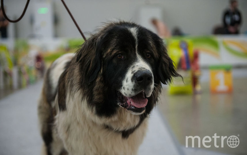 На всемирной выставке собак в Москве рассказали об истории российских пород