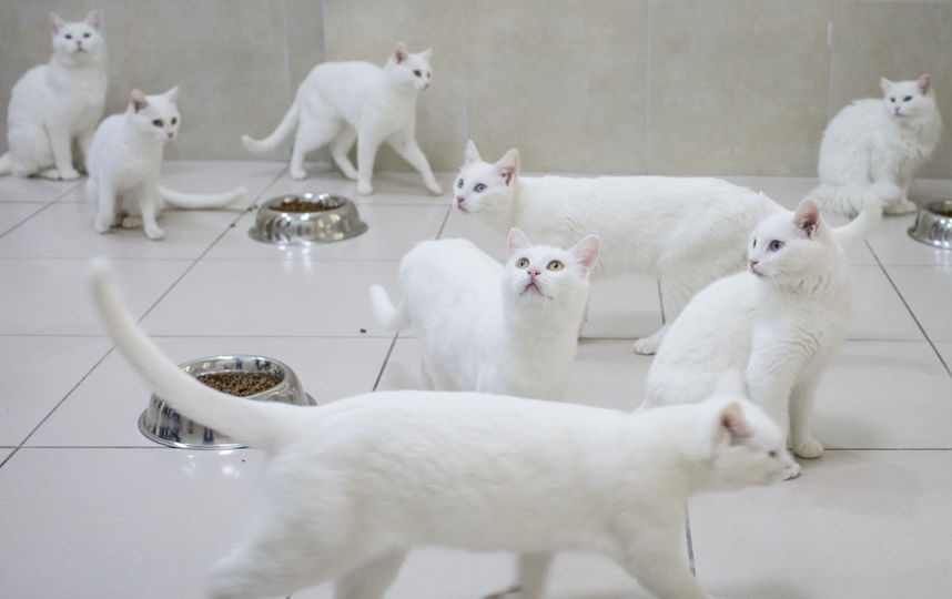 Кошки, архивное фото. Фото Getty