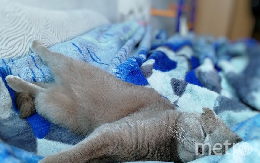 Это наш котик - Оскар, любитель поспать. Фото Юлия, "Metro"