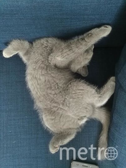 Мой любимый котик Декстер спит. Фото Полина., "Metro"