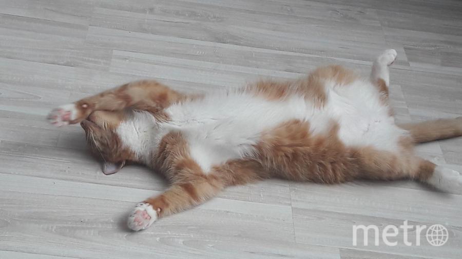 Меня зовут Юля, это наш котик Баксик.он очень любит шкодить,а потом умиленно спит. Фото "Metro"
