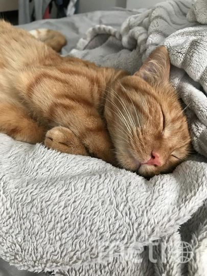 Кота зовут Хамон. Живет в квартире у Миши и Ани, любит поспать. Фото "Metro"