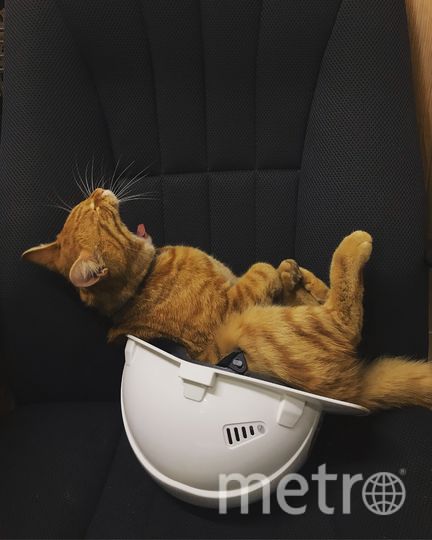 Так Лахтинский инженерный кот Фокс отдыхает от работы. Фото Алиса. Фото "Metro"