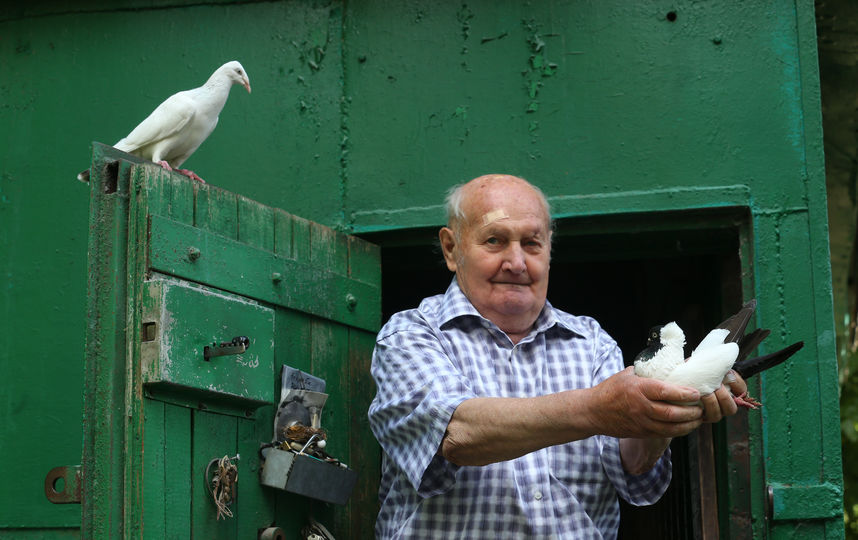Как построить голубятни для голубей своими руками: фото и видео | Домашняя мода, Крыша, Композиция