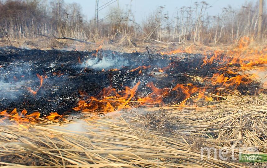 На северо-западе Москвы в посёлке Терехово произошло возгорание травы и деревьев. Архивное фото. Фото Василий Кузьмичёнок