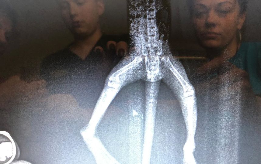 Бельчонок из Петергофа. Рентген показал перелом лапки. Фото vk.com/veles_spb, vk.com