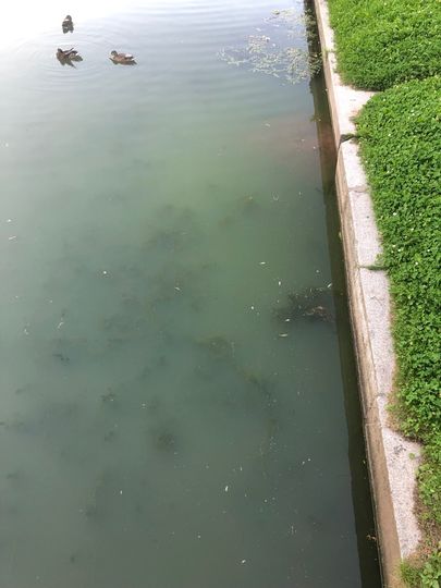 "Гнилое месиво": В прудах Таврического сада погибли утки. Фото mytndvor, vk.com