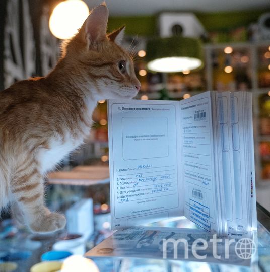 Эрмитажный кот Николай. Фото Алена Бобрович, "Metro"