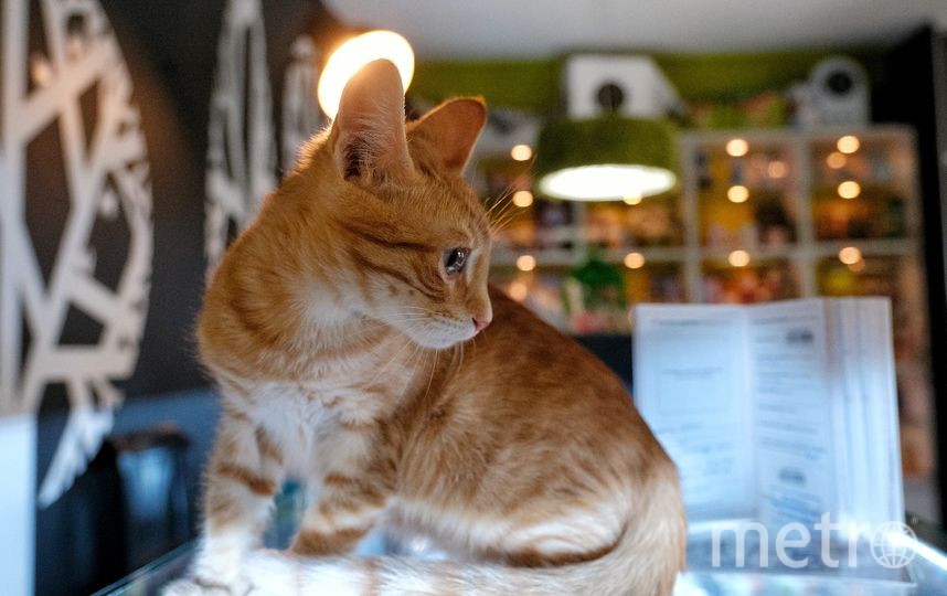 Эрмитажный кот Николай. Фото Алена Бобрович, "Metro"