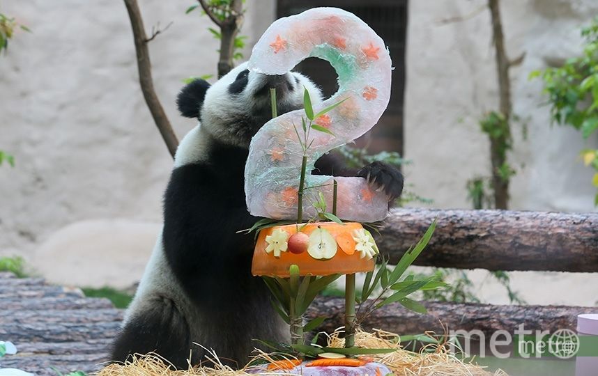 Фауна китая московский зоопарк. Животный мир Китая. Зоопарк Санкт-Петербург Панда. Зоопарки с пандами Питер.