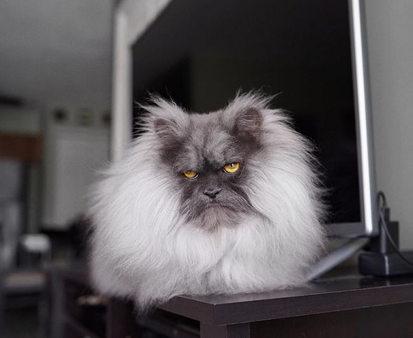 Злой кот Джуно. Фото скриншот: instagram.com/junotheangrycat/