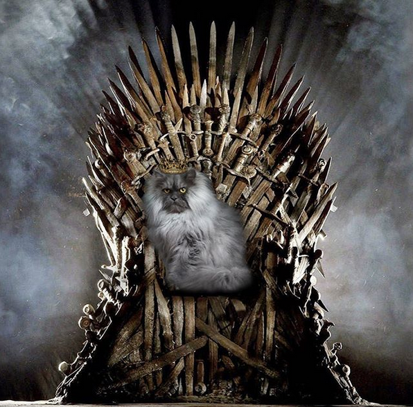 Злой кот Джуно. Фото скриншот: instagram.com/junotheangrycat/