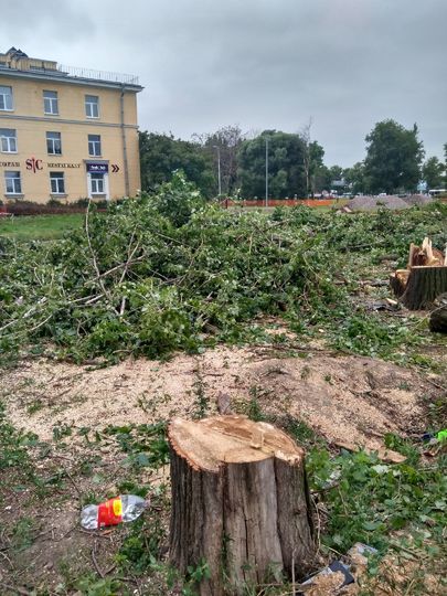 Петербуржцы бьют тревогу: в городе все чаще вырубают деревья. Фото Красивый Петербург, vk.com