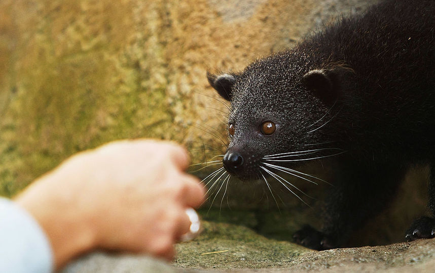 Интересный факт 2: Норовистые плавцы