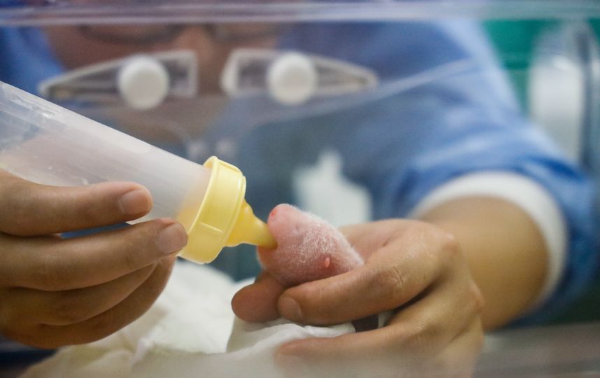 Смотрители дали малышам бутылочку после рождения. Фото AFP