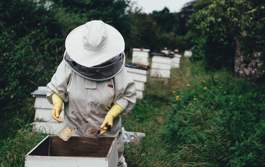 Медовый спас отмечается в этом году 14 августа. По традиции с этого дня пасечники начинают собирать мёд. Фото Pixabay