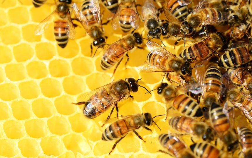 Пчёлы. Фото Pixabay