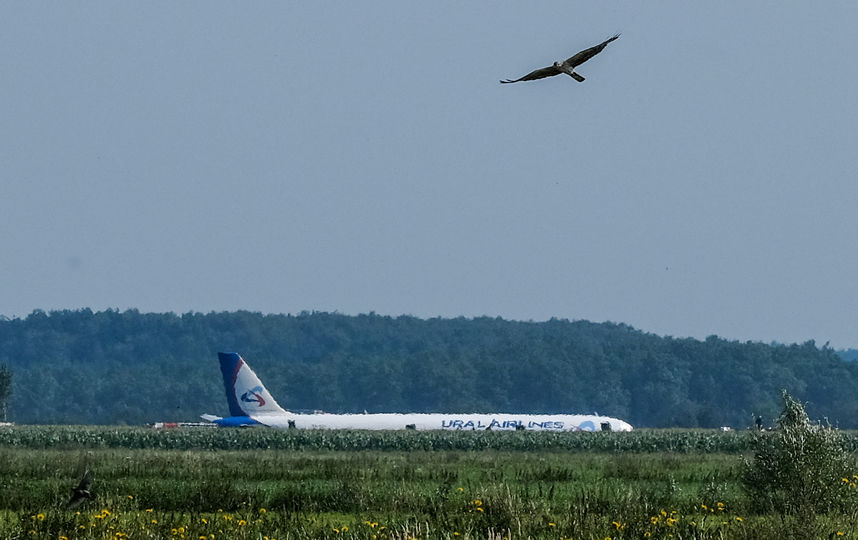 Самолёт сел в кукурузном поле недалеко от аэропорта "Жуковский". Фото AFP