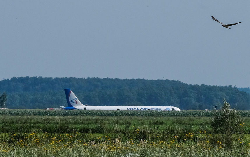 Airbus A-321 сел в кукурузном поле из-за попадания чайки в двигатель. Фото AFP