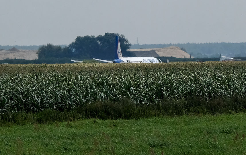 Самолёт авиакомпании "Уральские авиалинии", выполнявший рейс Жуковский – Симферополь, совершил вынужденную посадку в кукурузном поле утром 15 августа. Фото AFP