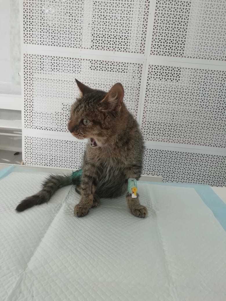 Кот на реабилитации. Фото предоставила Елизавета Скорынина