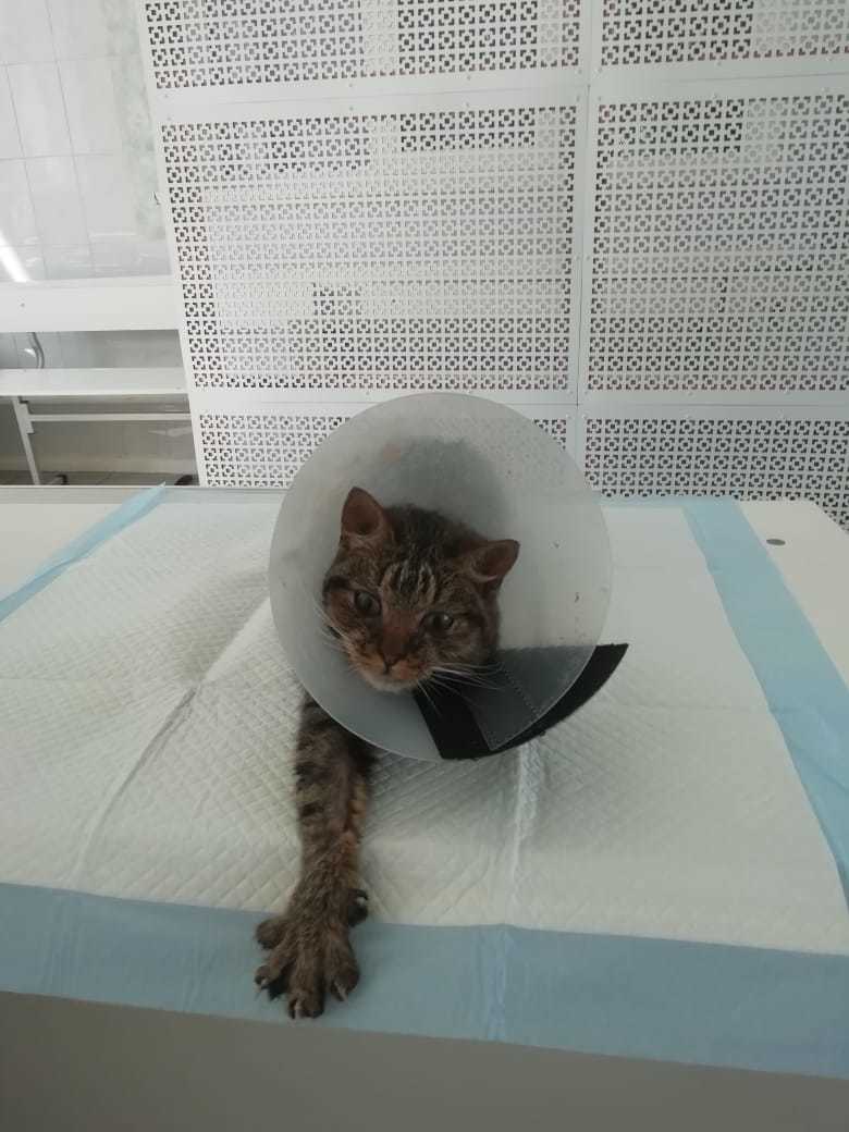 Кот на реабилитации. Фото предоставила Елизавета Скорынина