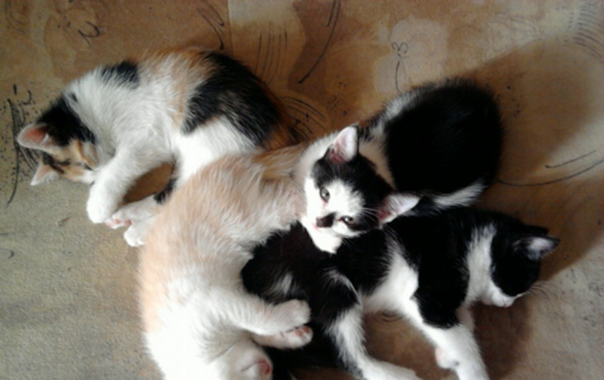 В Уфе умертвили более 20 кошек после смерти их хозяина