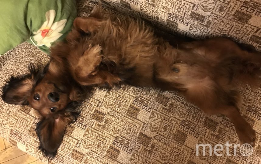 Самый опасный в мире пёс Шоколад зацелует до смерти. Фото Валерия, "Metro"