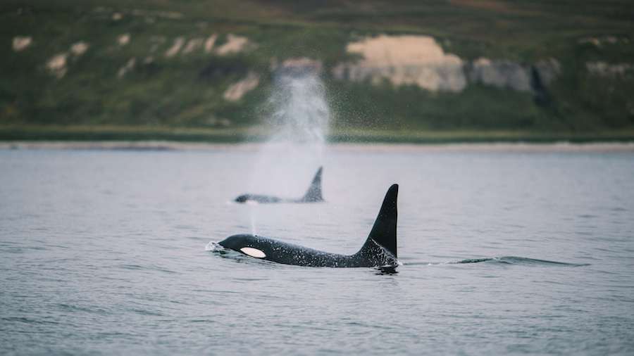 По словам Кирилла, нигде он не видел столько китов одновременно. Фото Кирилл Умрихин