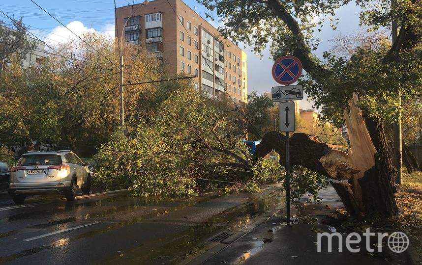 Сильный ветер в Москве повалил дерево. Фото Екатерина Илюхина, "Metro"