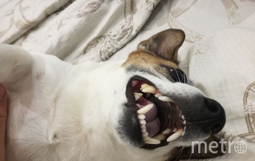 Собака джек рассел терьер ИНФИНИТИ. Много спит, всегда голодная. Такой вот «энерджайзер». Фото "Metro"