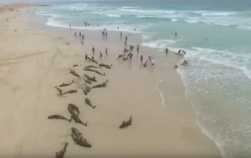 Местные жители совместно с туристами пытались затащить животных обратно в море. Фото Скриншот https://www.youtube.com/watch?v=EAUGCsWF90M, Скриншот Youtube