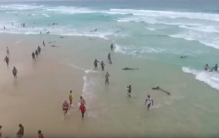 Местные жители совместно с туристами пытались затащить животных обратно в море. Фото Скриншот https://www.youtube.com/watch?v=EAUGCsWF90M, Скриншот Youtube