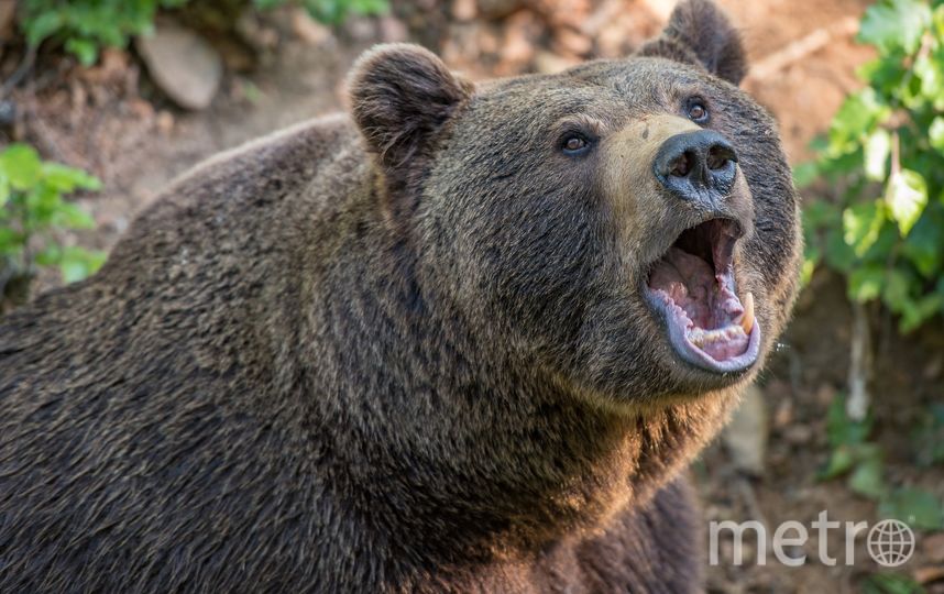 В Якутии бывший депутат убил медведя, после чего медведь убил его
