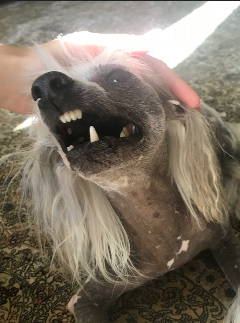 У Ганеши боевой характер. Фото Владислав, 