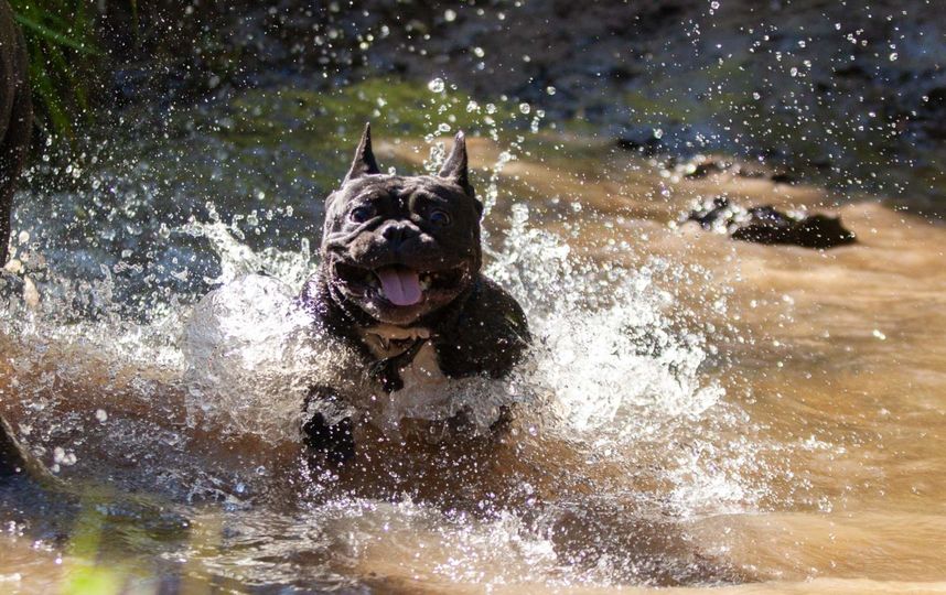 Джина (французский бульдог) превращается в 