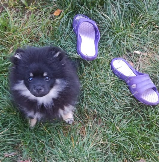 Юный пёс Баскервилей и тапки – всё, что осталось от случайного прохожего:). Это Джимми, померанский шпиц. На фото ему полгода. Правда похож на собаку Баскервилей? Фото Елена, 