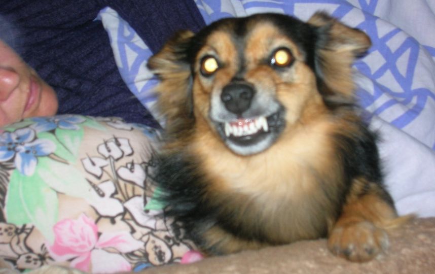 Обладательница голливудской улыбки Лайма. Фото Анастасия, 