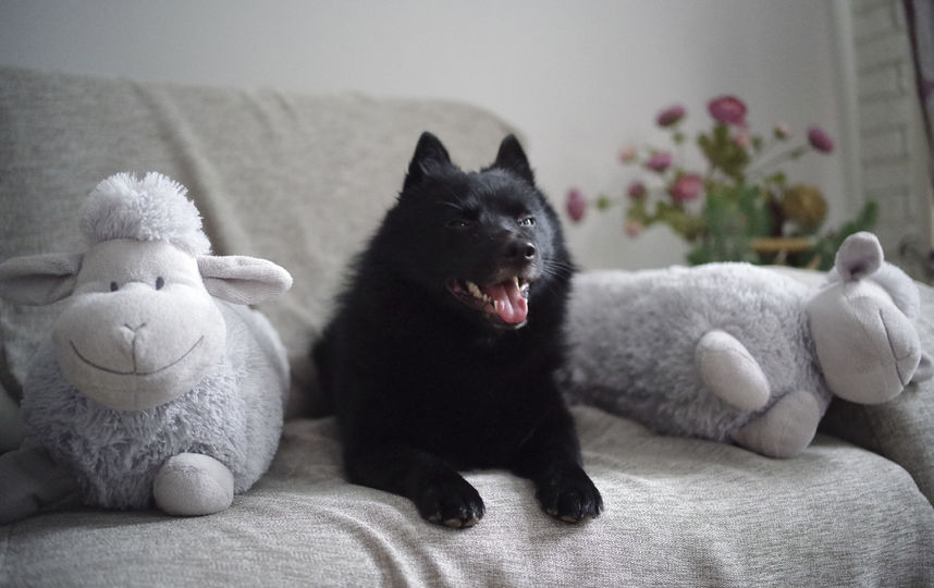 Это шипперке Рокки. Ласковый дома, нежный с детьми, но серьёзный пёс с чужими - к хозяевам никого не подпустит. Пастух по духу - гроза куриц и овец, плюшевых тоже:). Фото Юлия, 