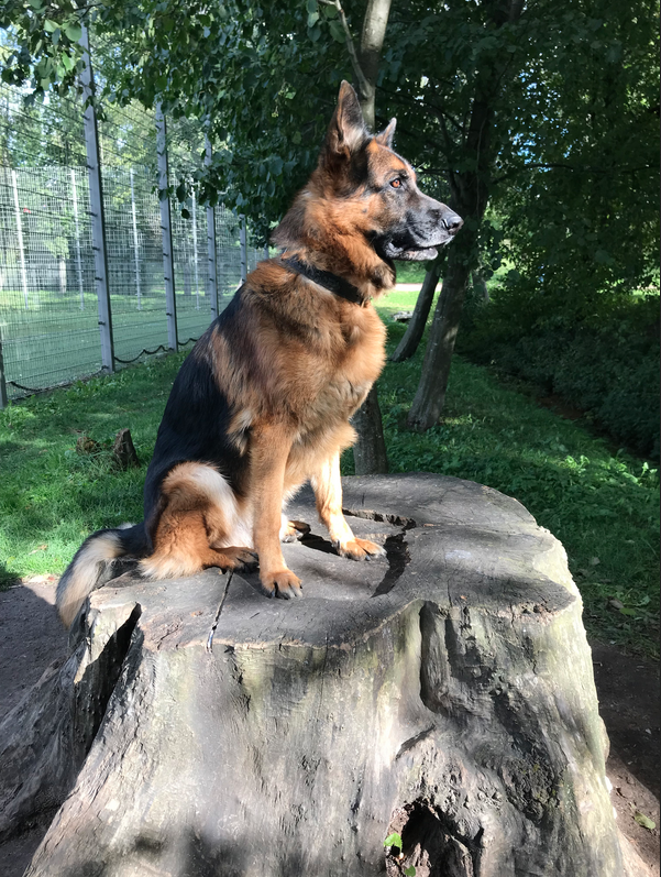 Баська - гроза района. 