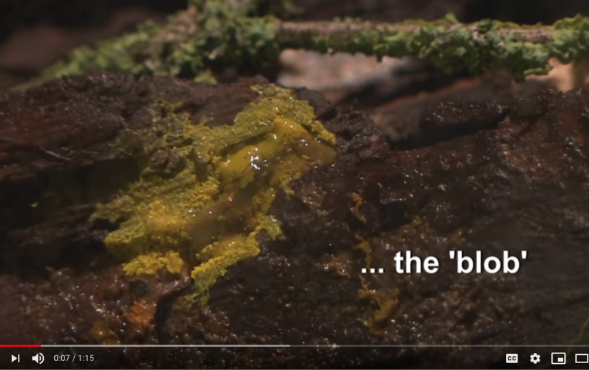 Этот загадочный организм назвали капля. Фото https://www.youtube.com/watch?v=fm1uhyMoO_w, Скриншот Youtube