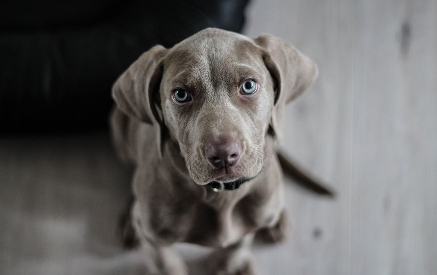 Собака. Фото Pixabay